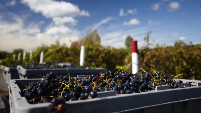 grapes harvested