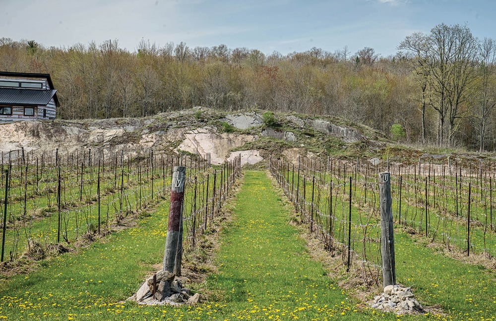 wine fields 2