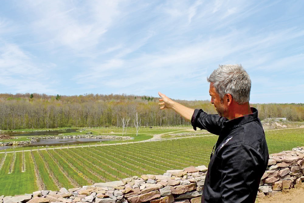 wine fields
